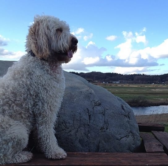 33 Great Male Dog Names For Goldendoodles PetPress