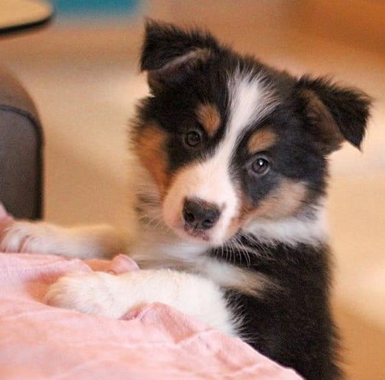 40 Colorful Dog Name Ideas for Multi-Colored Puppies