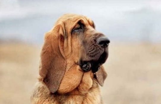 90 Typical Female Dog Names for Bloodhounds