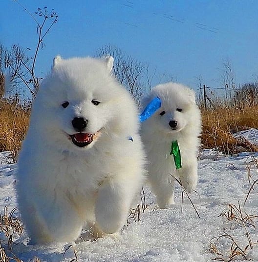 Over 120 Beautiful Winter Inspired Dog Names