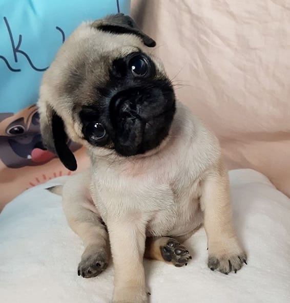 Dog Names That Start With Z Popular Male & Female Dog Names With Z