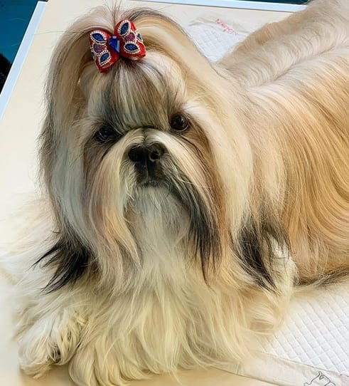 Over 60 Awesome Shih Tzu Dog Names For Girl Dogs