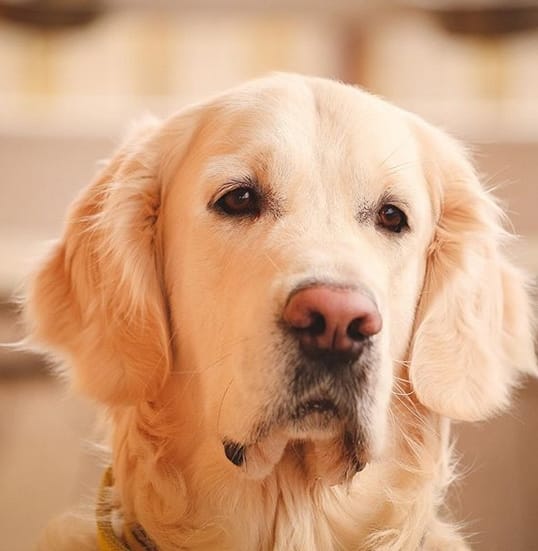 60 Unique Golden Retriever Dog Names