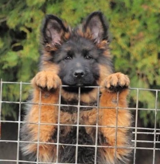 Top 100 Powerful Male German Shepherd Dog Names PetPress