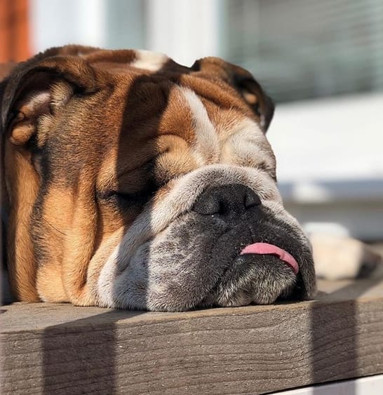 70 Great Dog Name Ideas for Male English Bulldogs