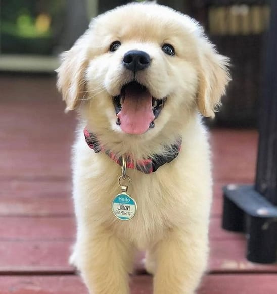 Top 69 Most Popular Girl Dog Names 2020 PetPress