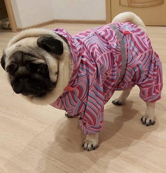 Top 74 Pug Dog Names For Girl Dogs PetPress