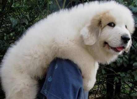 Top 30 Male Great Pyrenees Dog Names