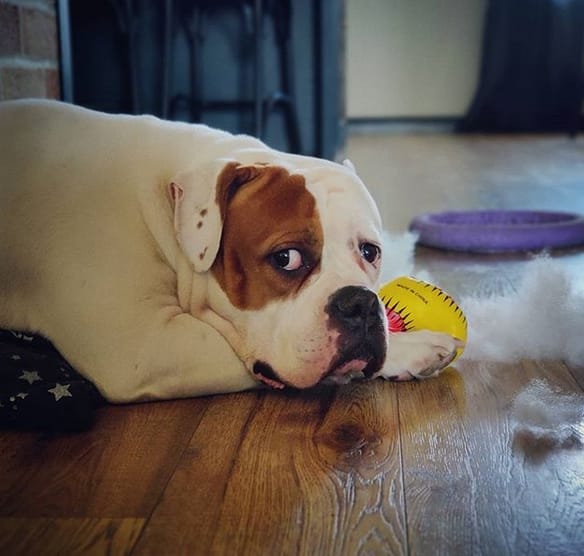 59 Stunning Female Dog Names For American Bulldogs PetPress