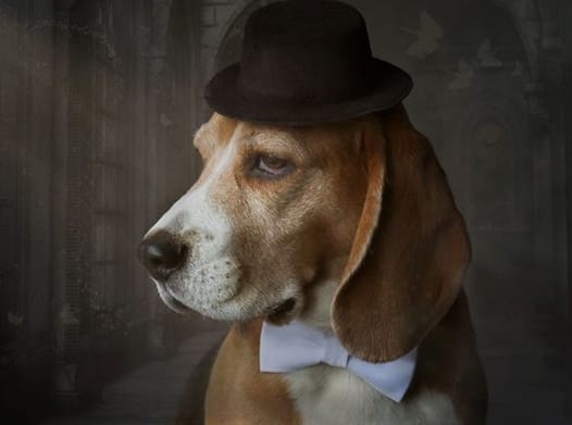 Over 90 Best Male Dog Names For Beagles