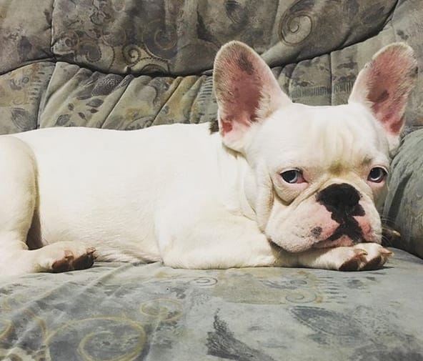 Top 69 Most Popular Girl Dog Names 2020 PetPress