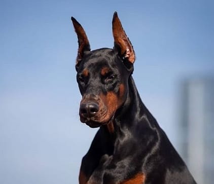 69 Popular Male Dog Names For Doberman Pinschers - PetPress