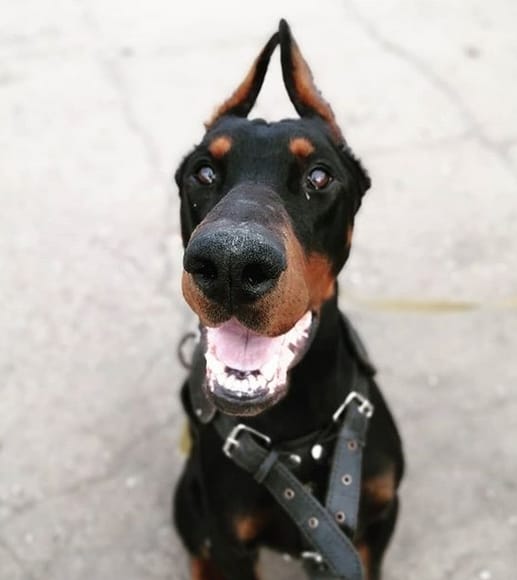 69 Popular Male Dog Names For Doberman Pinschers PetPress