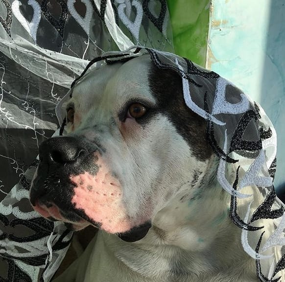 59 Stunning Female Dog Names For American Bulldogs PetPress