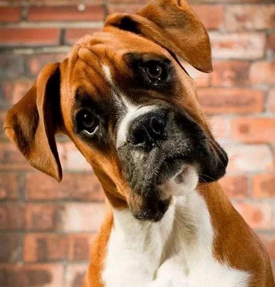 60 Male Dog Name Ideas For Boxer Dogs PetPress
