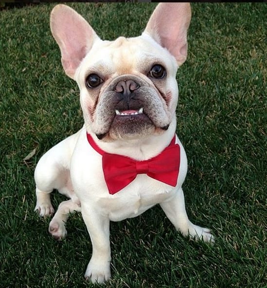 Top 35 Best Dog Names 2020 PetPress