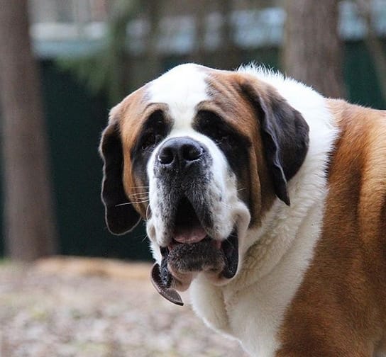 Over 90 Most Popular Boy Dog Names for Any Taste PetPress