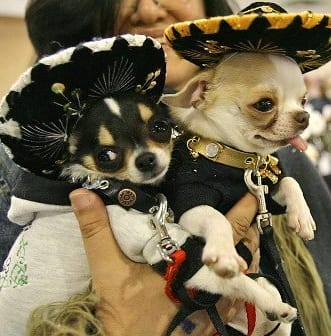 49 Traditional Mexican Dog Names For Chihuahuas