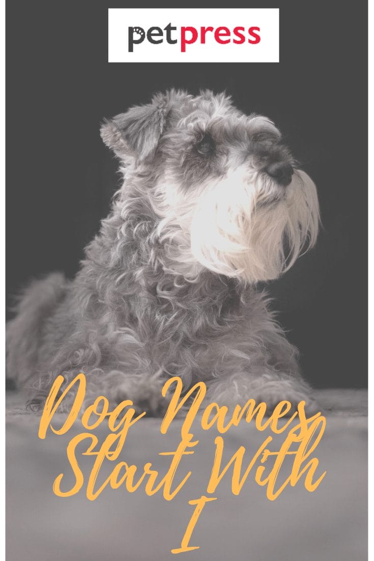 Dog Names That Start With I - 100+ Perfect Male And Female Dog Names