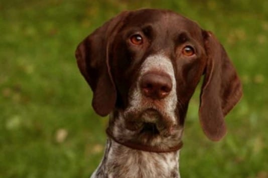 33 Perfect Female Dog Names For German Shorthaired Pointers