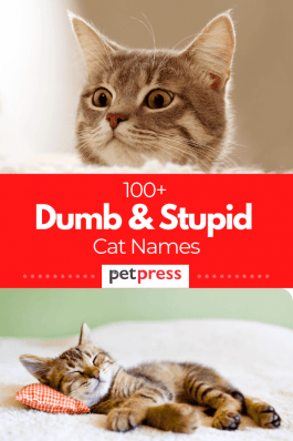 100+ Dumb & Stupid Cat Names for Your Silly Kittens