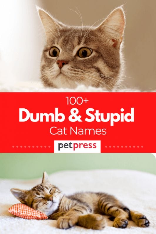 Dumb Cat Names