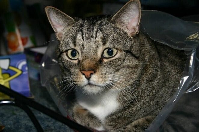 100 Dumb Stupid Cat Names For Your Silly Kittens 100 Dumb Stupid Cat Names For Your Silly Kittens