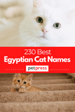 Best 230 Male & Female Egyptian Cat Names - With Meanings