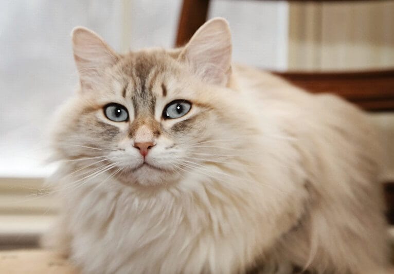 120 Greatest Siberian Cat Names - PetPress