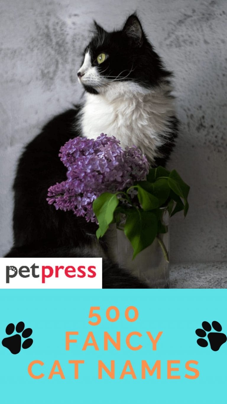 500-fancy-cat-names-that-are-posh-and-elegant