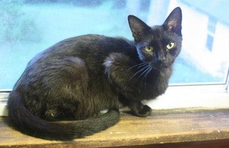 Black Cat Names: 500+ Best Names for Black Kittens - PetPress