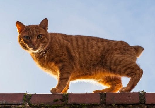 200 Manx Cat Names - Choose the Perfect Name for Your Tailless Cat ...