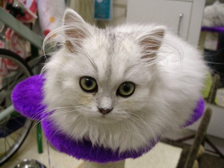 persian-cat-names-350-best-names-for-persian-cats-petpress