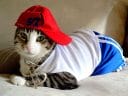 145 Rapper Cat Names - Hip Hop Inspired Cat Names - PetPress