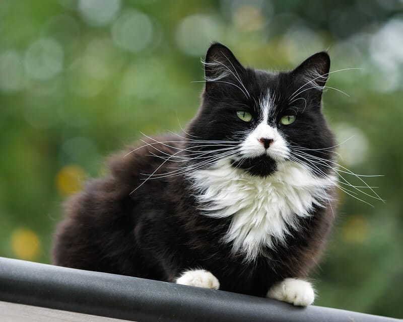 280 Tuxedo Cat Names for Adorable Furry Kitten