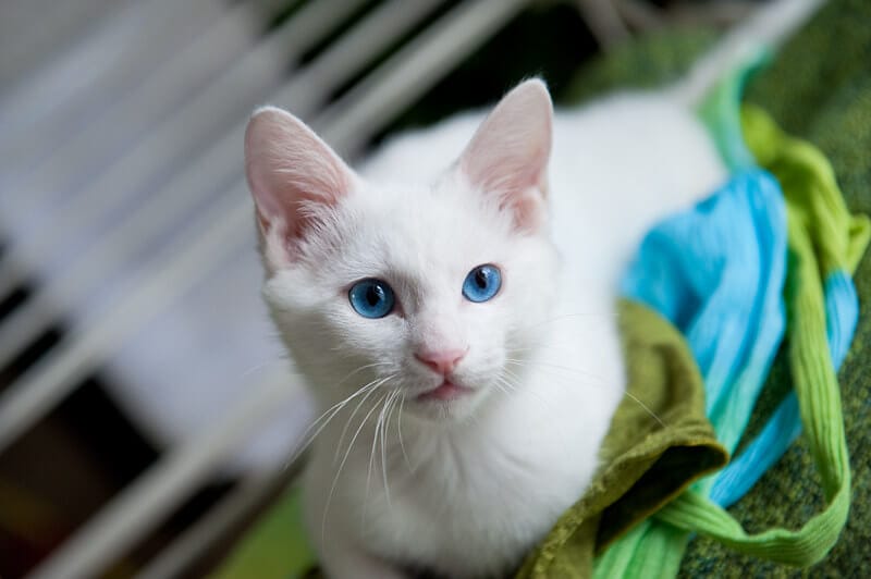 380-white-cat-names-choose-the-best-name-for-a-white-kitten-petpress