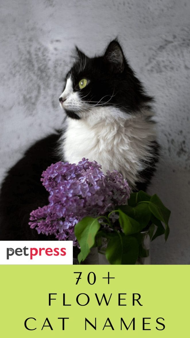 flower-cat-names