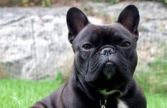 145 Best French Dog Names with Meanings