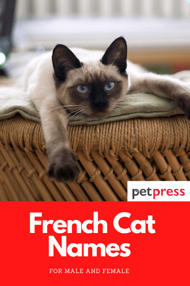 french-cat-names