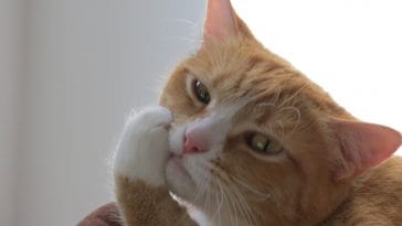 funny female cat names