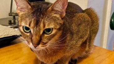 funny male cat names