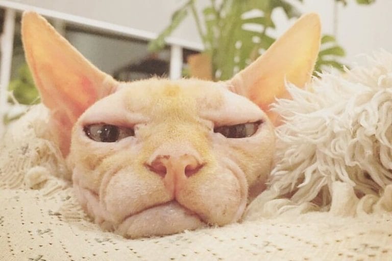Sphynx Cat Names 230 Best Names for Hairless Cats PetPress