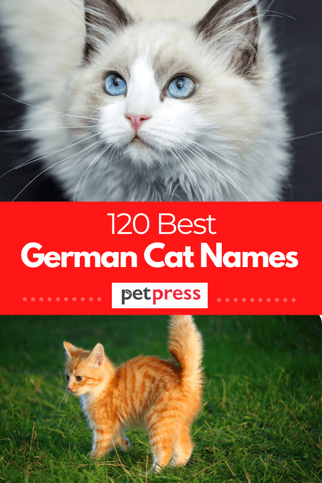 Best 120 German Cat Names & Meanings For Male And Female Cats