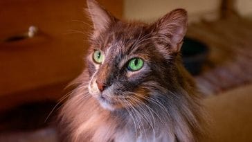 green eyed cat names