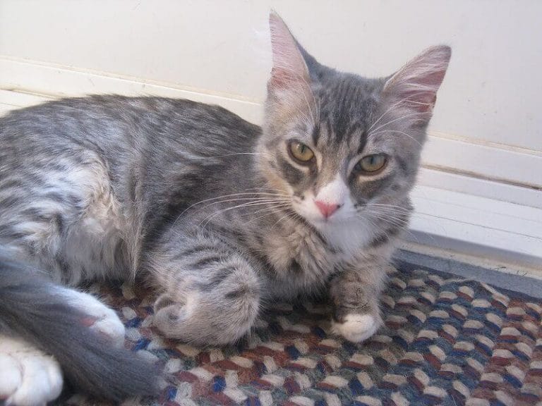 Grey Cat Names Over 300 Great Ideas for Naming Your Grey Kitten PetPress