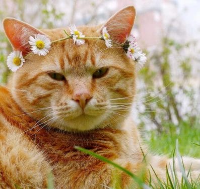 Hippie Cat Names - List of 300+ Hippie Names For Pet Cats