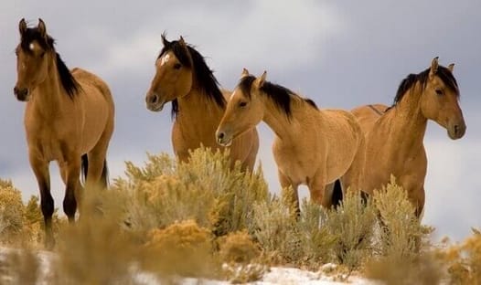 86 Strong Mustang Horse Names