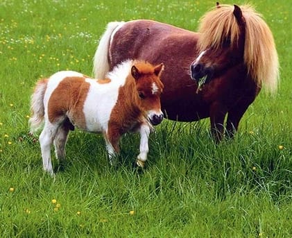 68 Perfect Horse Names for Miniature Horses and Ponies