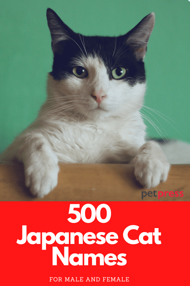 Best 500 Japanese Cat Names Male Female Names With Meanings   Japanese Cat Names 