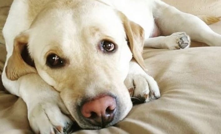 14 Cute Labradors Who Know Exactly What To Do During Quarantine Period 